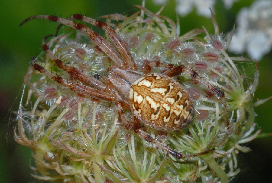 Aiuto determinazione (Neoscona byzanthina)
